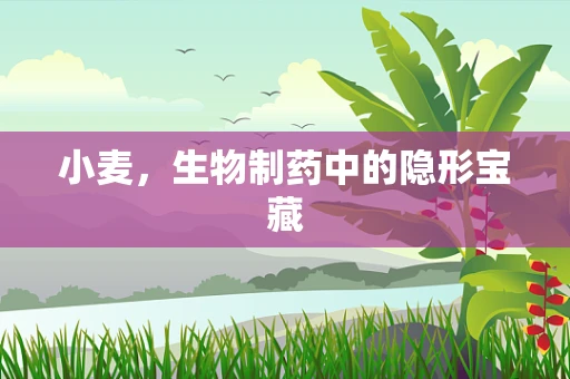 小麦，生物制药中的隐形宝藏